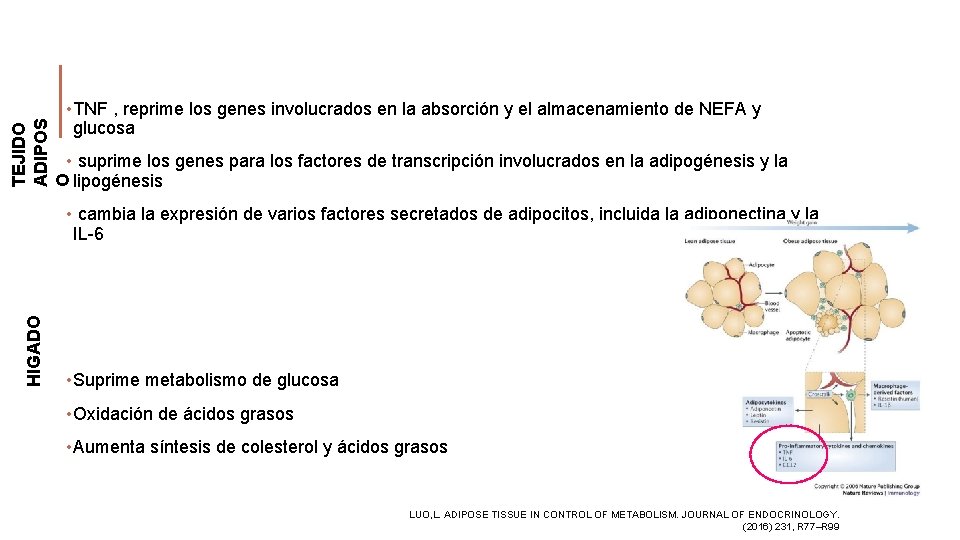 TEJIDO ADIPOS O • TNF , reprime los genes involucrados en la absorción y