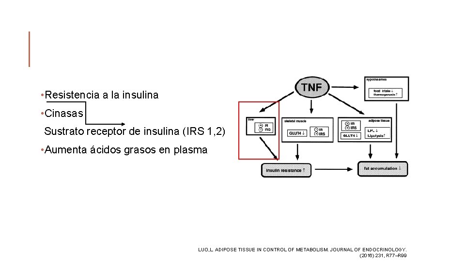  • Resistencia a la insulina • Cinasas Sustrato receptor de insulina (IRS 1,