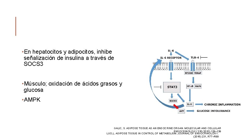  • En hepatocitos y adipocitos, inhibe señalización de insulina a través de SOCS