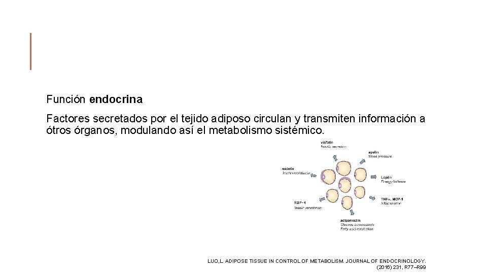 Función endocrina Factores secretados por el tejido adiposo circulan y transmiten información a ótros