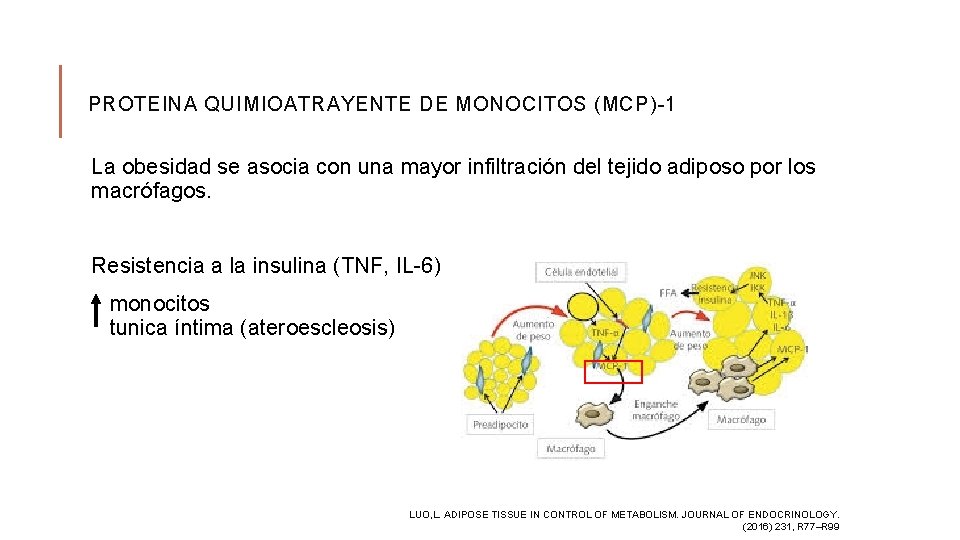 PROTEINA QUIMIOATRAYENTE DE MONOCITOS (MCP)-1 La obesidad se asocia con una mayor infiltración del