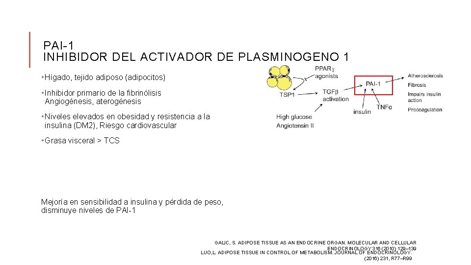 PAI-1 INHIBIDOR DEL ACTIVADOR DE PLASMINOGENO 1 • Hígado, tejido adiposo (adipocitos) • Inhibidor