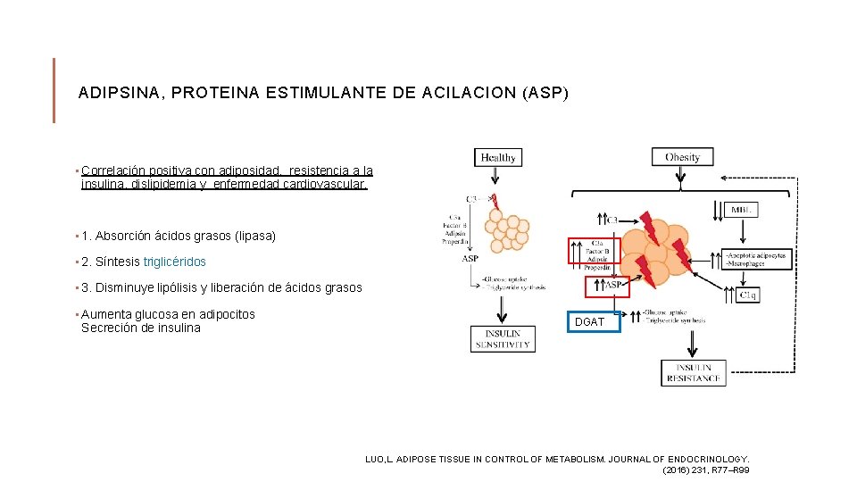 ADIPSINA, PROTEINA ESTIMULANTE DE ACILACION (ASP) • Correlación positiva con adiposidad, resistencia a la