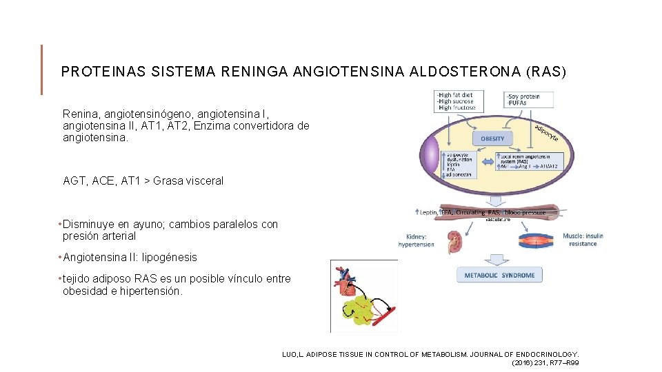 PROTEINAS SISTEMA RENINGA ANGIOTENSINA ALDOSTERONA (RAS) Renina, angiotensinógeno, angiotensina I, angiotensina II, AT 1,