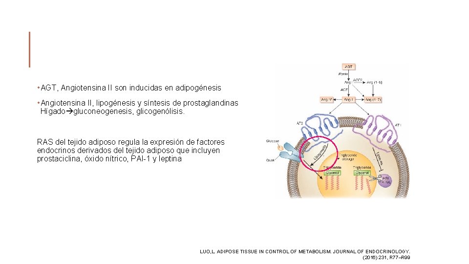  • AGT, Angiotensina II son inducidas en adipogénesis • Angiotensina II, lipogénesis y