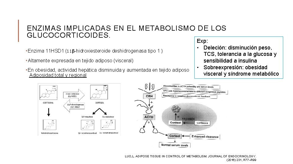 ENZIMAS IMPLICADAS EN EL METABOLISMO DE LOS GLUCOCORTICOIDES. • Enzima 11 HSD 1 (11β-hidroxiesteroide