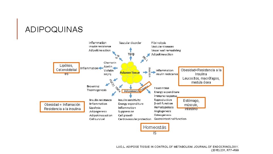 ADIPOQUINAS Lipólisis, Cel. endotelial es Obesidad=Resistencia a la Insulina Leucocitos, macrófagos, medula ósea Estómago,