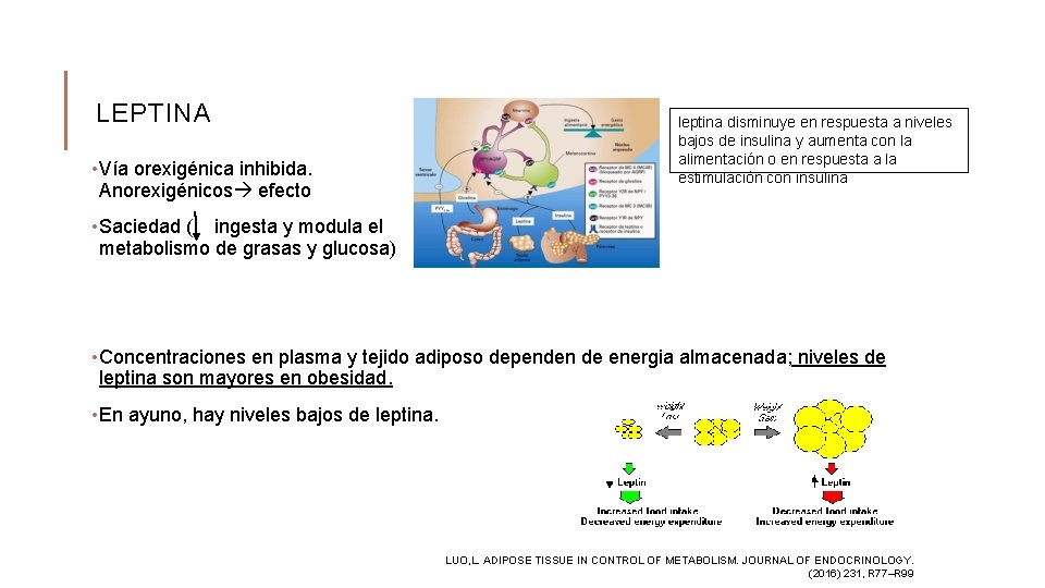 LEPTINA • Vía orexigénica inhibida. Anorexigénicos efecto leptina disminuye en respuesta a niveles bajos