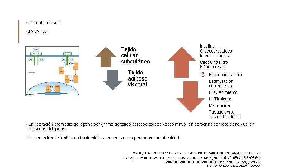  • Receptor clase 1 • JAK/STAT Insulina Glucocorticoides Infección aguda Tejido celular subcutáneo