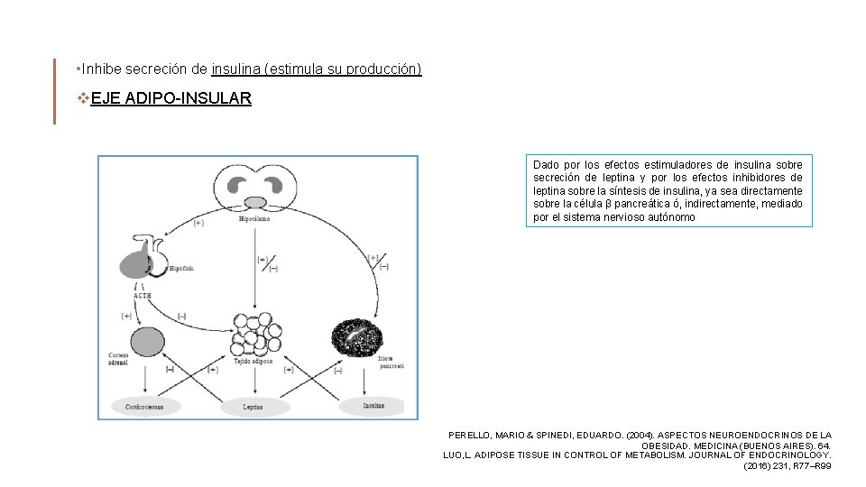  • Inhibe secreción de insulina (estimula su producción) v. EJE ADIPO-INSULAR Dado por