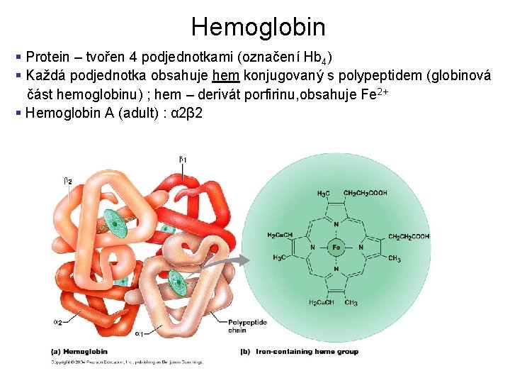 Hemoglobin § Protein – tvořen 4 podjednotkami (označení Hb 4) § Každá podjednotka obsahuje