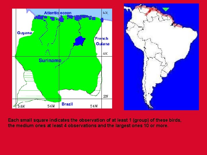 Each small square indicates the observation of at least 1 (group) of these birds,