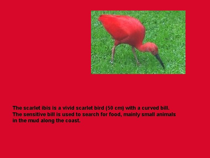 The scarlet ibis is a vivid scarlet bird (50 cm) with a curved bill.