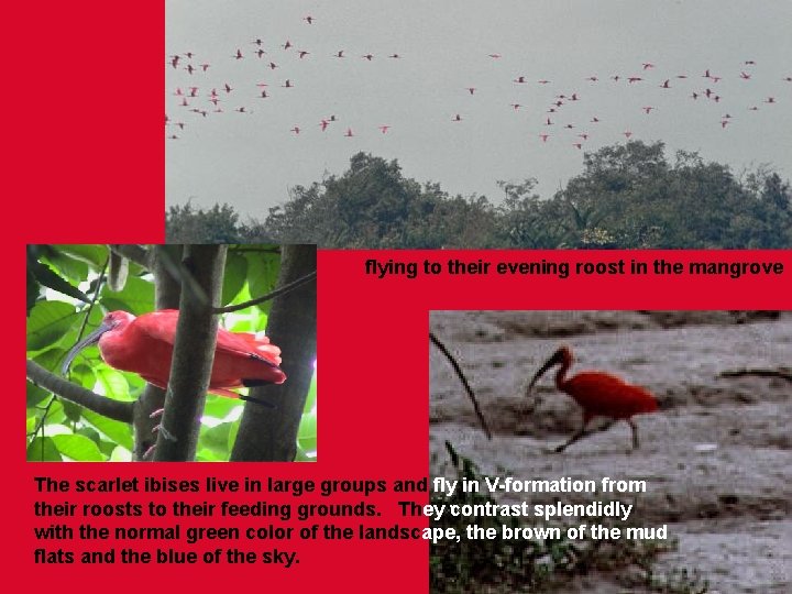 flying to their evening roost in the mangrove The scarlet ibises live in large