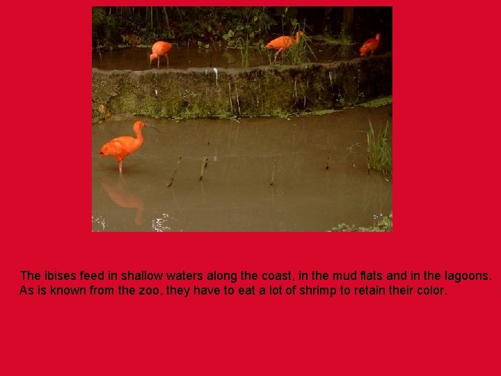 The ibises feed in shallow waters along the coast, in the mud flats and