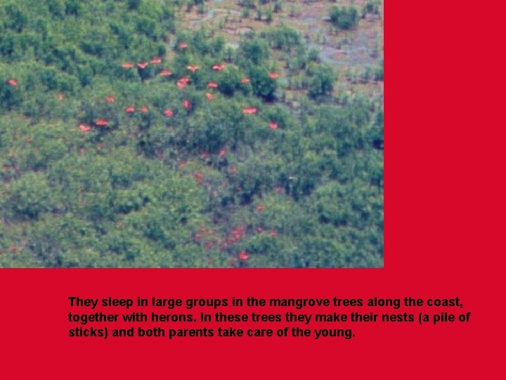 They sleep in large groups in the mangrove trees along the coast, together with