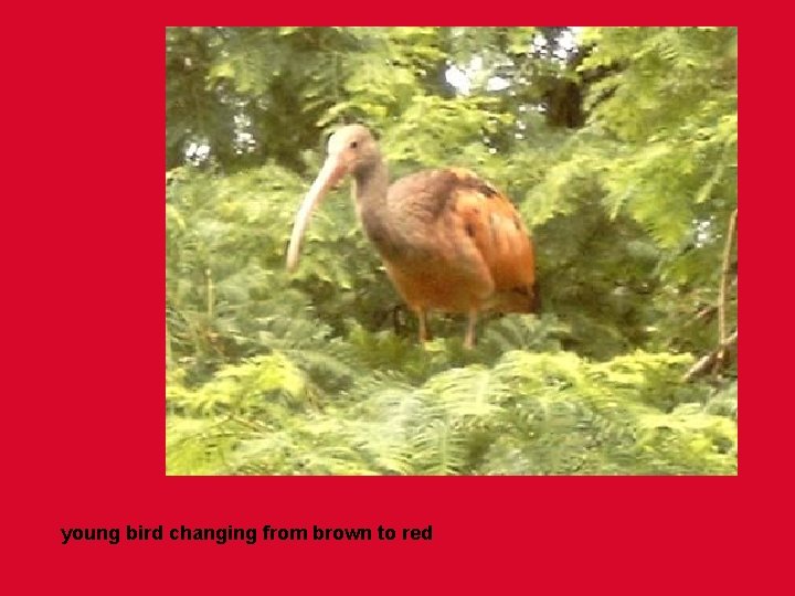 young bird changing from brown to red 