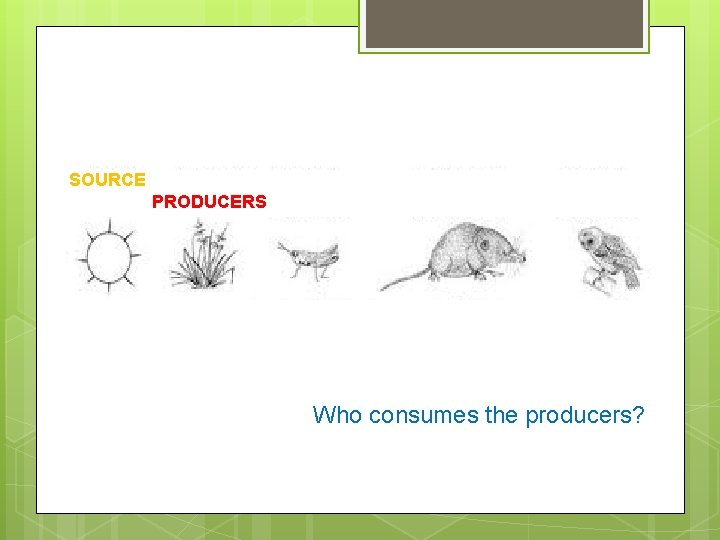 SOURCE PRODUCERS Who consumes the producers? 