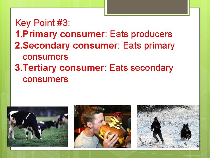 Key Point #3: 1. Primary consumer: Eats producers 2. Secondary consumer: Eats primary consumers