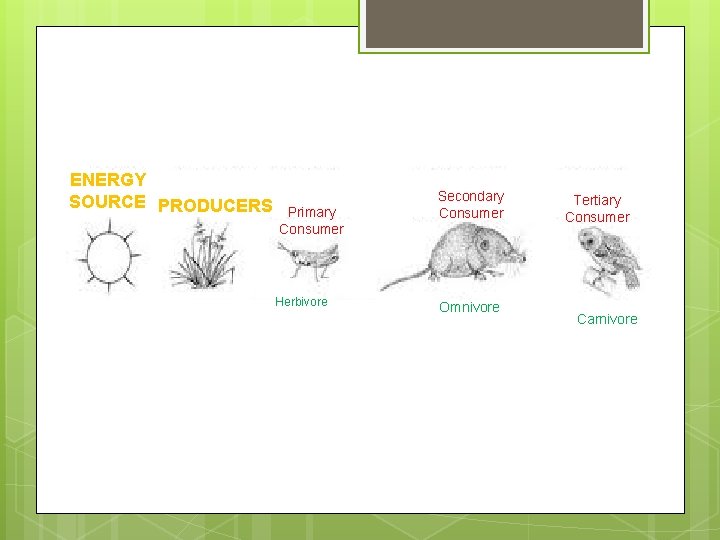 ENERGY SOURCE PRODUCERS Primary Consumer Herbivore Secondary Consumer Omnivore Tertiary Consumer Carnivore 