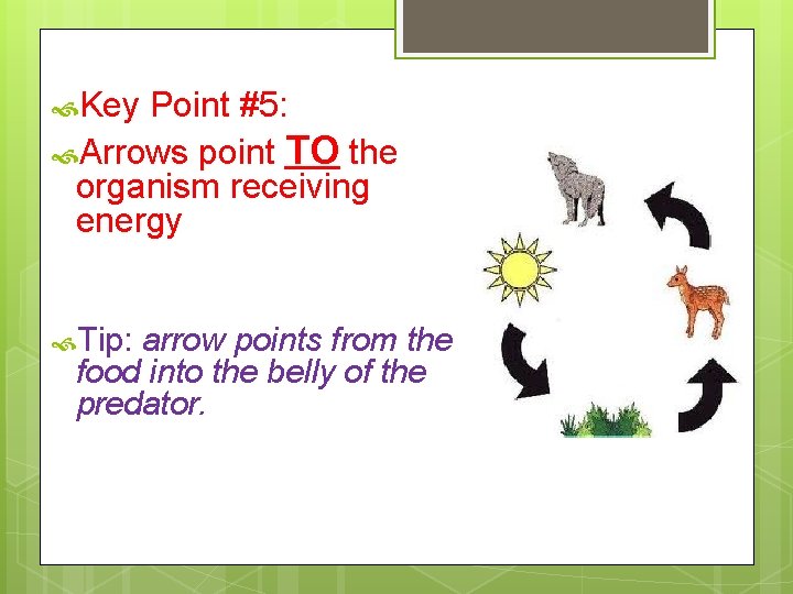  Key Point #5: Arrows point TO the organism receiving energy Tip: arrow points