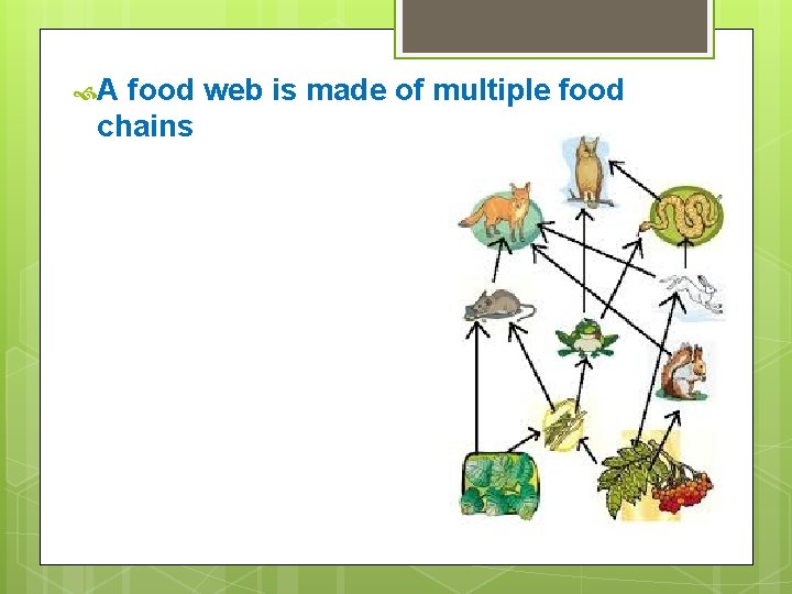  A food web is made of multiple food chains 