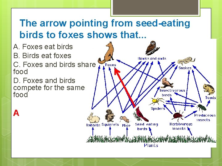The arrow pointing from seed-eating birds to foxes shows that. . . A. Foxes