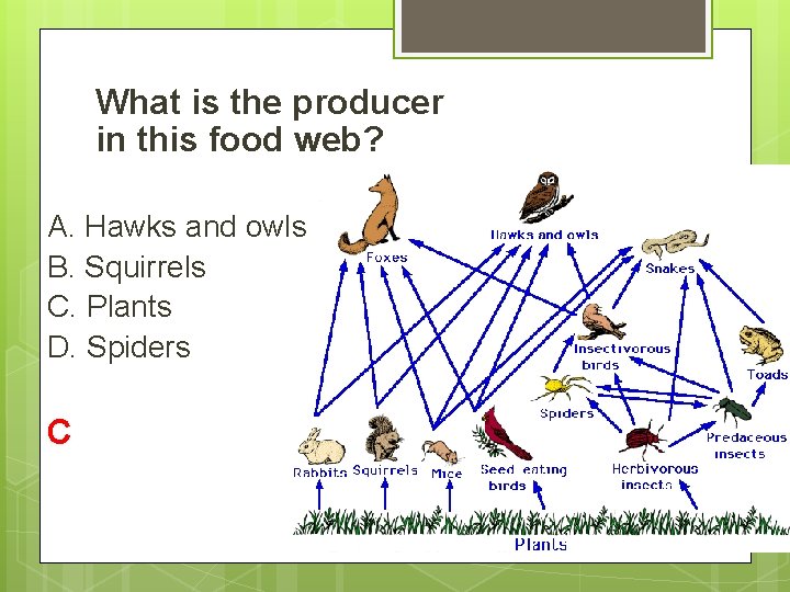 What is the producer in this food web? A. Hawks and owls B. Squirrels