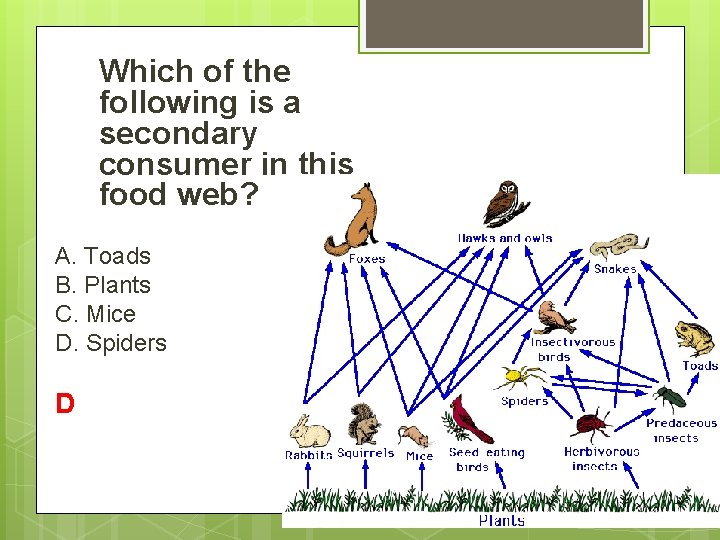 Which of the following is a secondary consumer in this food web? A. Toads