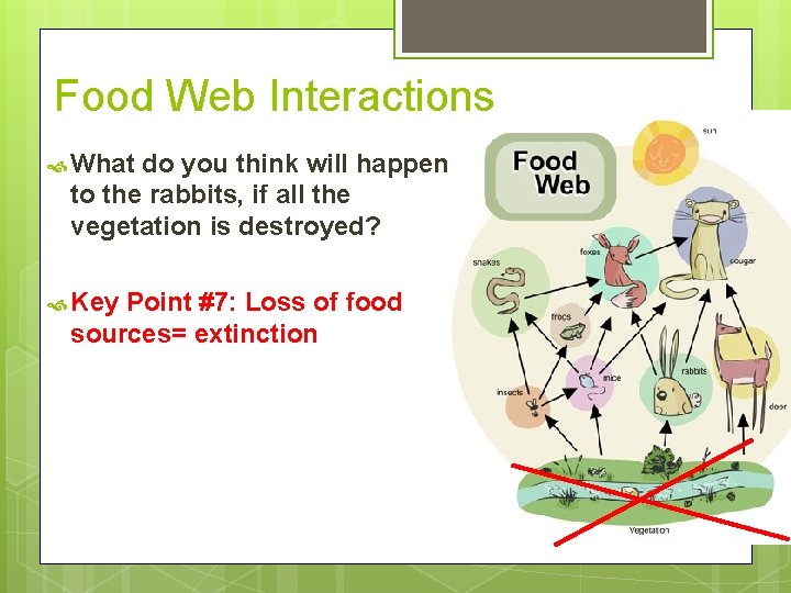 Food Web Interactions What do you think will happen to the rabbits, if all