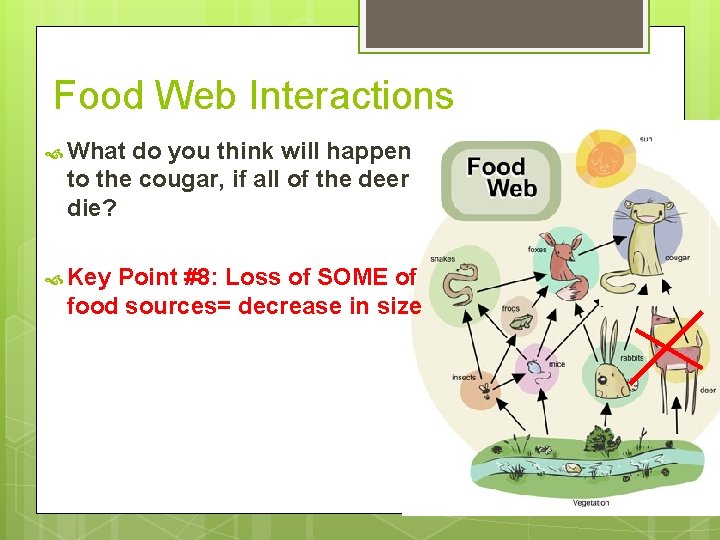 Food Web Interactions What do you think will happen to the cougar, if all