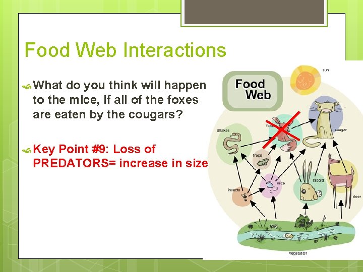 Food Web Interactions What do you think will happen to the mice, if all