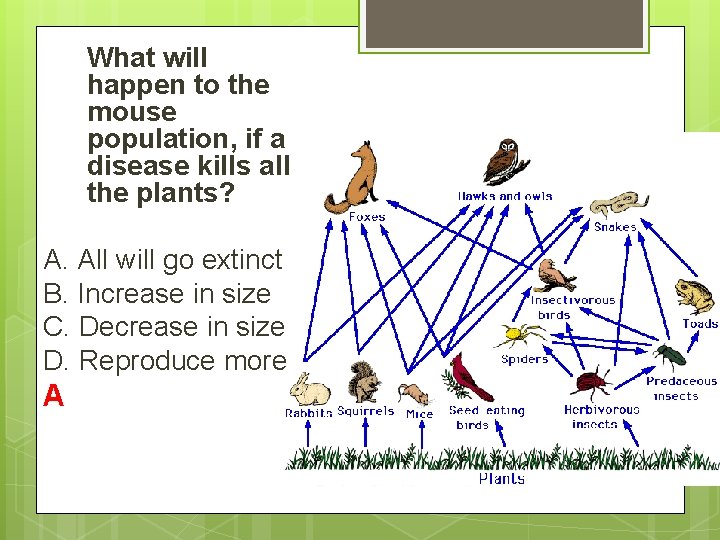 What will happen to the mouse population, if a disease kills all the plants?