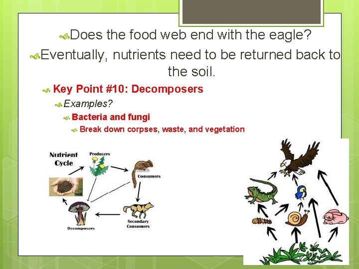  Does the food web end with the eagle? Eventually, nutrients need to be