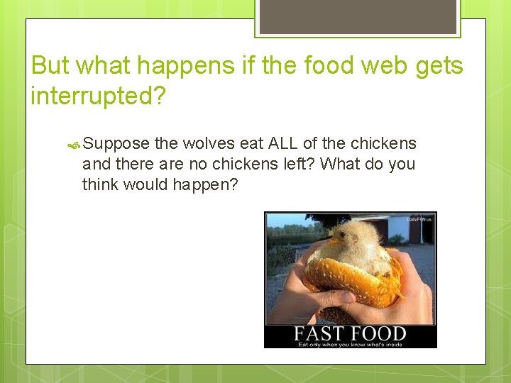 But what happens if the food web gets interrupted? Suppose the wolves eat ALL