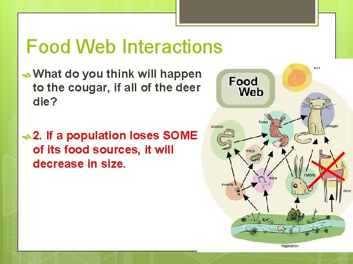 Food Web Interactions What do you think will happen to the cougar, if all