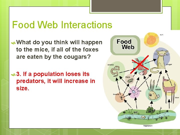 Food Web Interactions What do you think will happen to the mice, if all