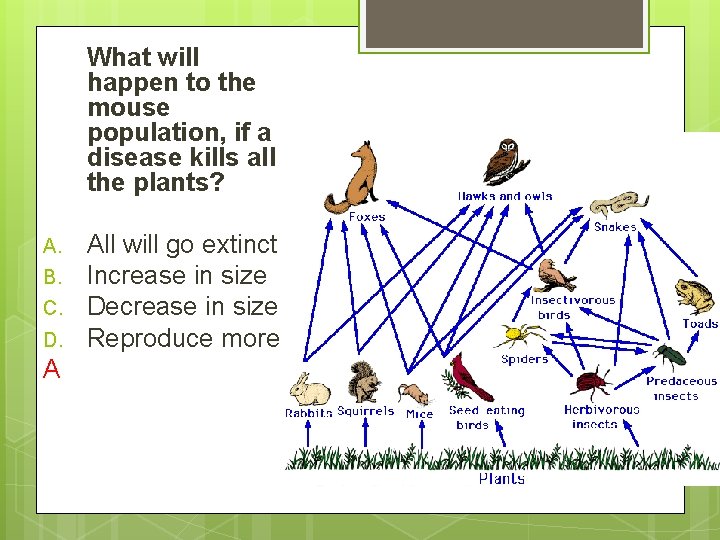 What will happen to the mouse population, if a disease kills all the plants?
