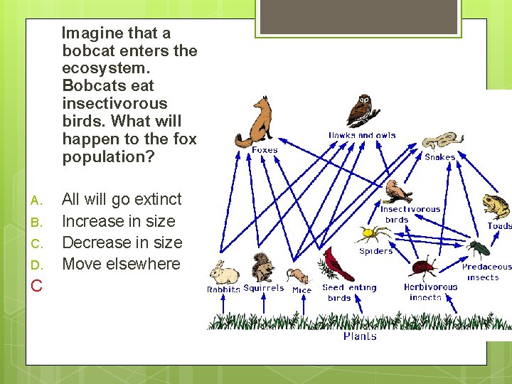 Imagine that a bobcat enters the ecosystem. Bobcats eat insectivorous birds. What will happen
