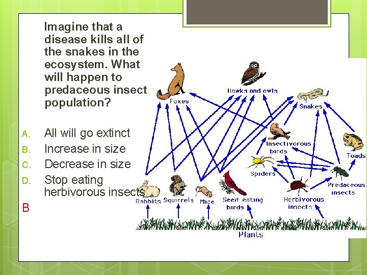 Imagine that a disease kills all of the snakes in the ecosystem. What will