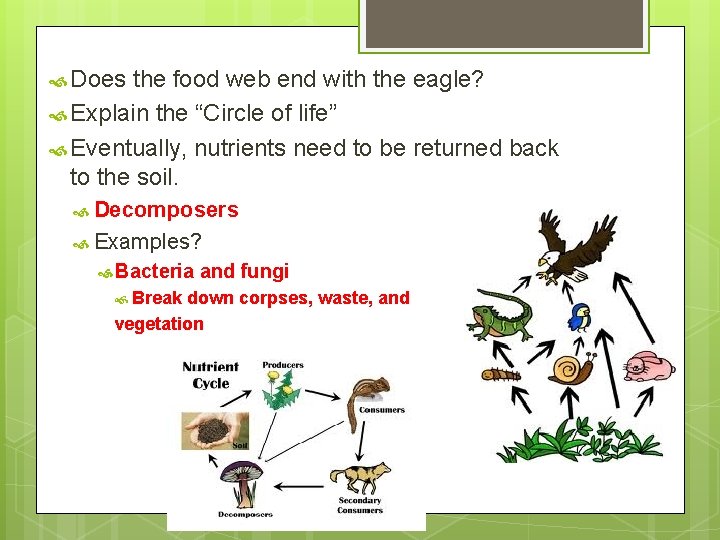  Does the food web end with the eagle? Explain the “Circle of life”