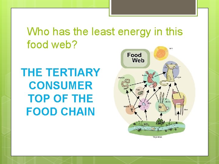 Who has the least energy in this food web? THE TERTIARY CONSUMER TOP OF