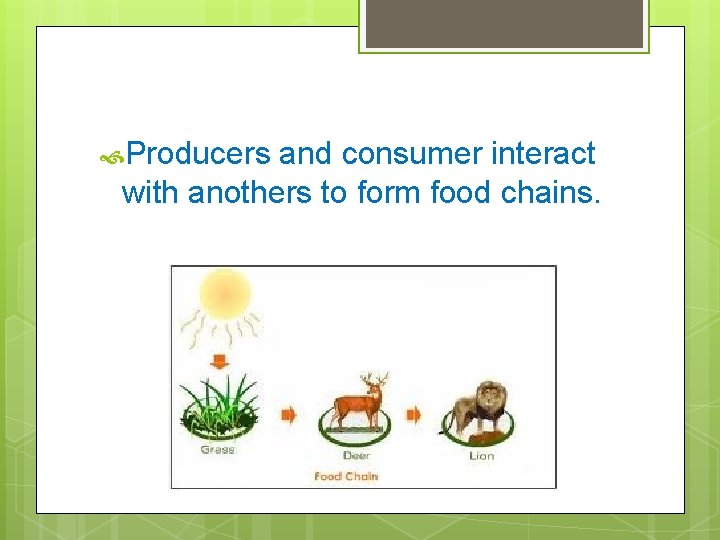  Producers and consumer interact with anothers to form food chains. 