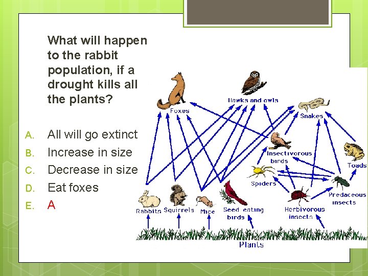 What will happen to the rabbit population, if a drought kills all the plants?