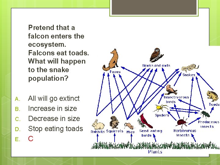 Pretend that a falcon enters the ecosystem. Falcons eat toads. What will happen to