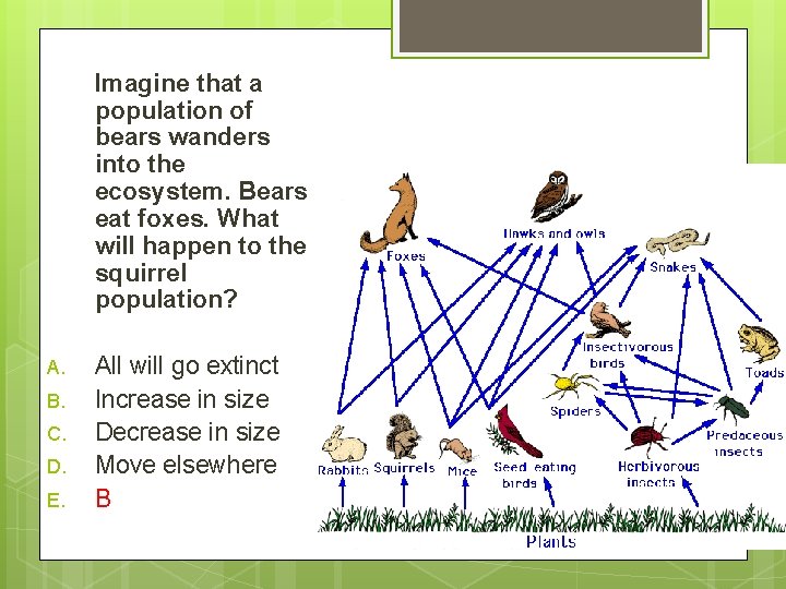 Imagine that a population of bears wanders into the ecosystem. Bears eat foxes. What