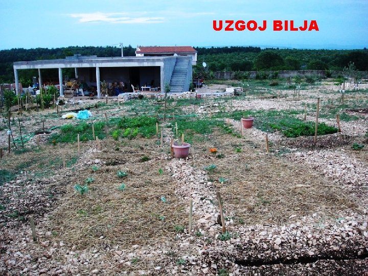 UZGOJ BILJA 