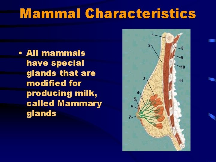 Mammal Characteristics • All mammals have special glands that are modified for producing milk,