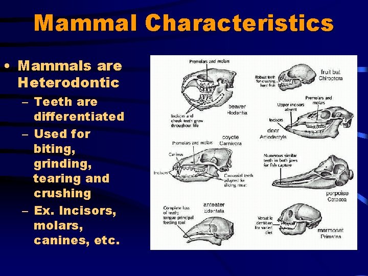 Mammal Characteristics • Mammals are Heterodontic – Teeth are differentiated – Used for biting,