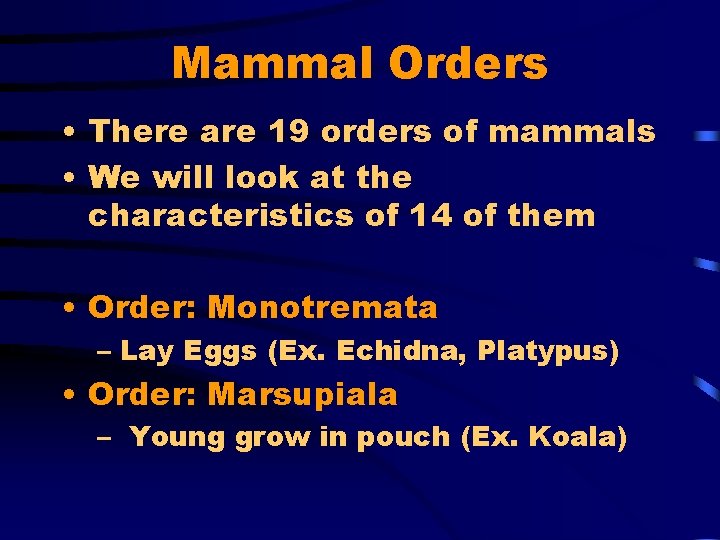 Mammal Orders • There are 19 orders of mammals • We will look at